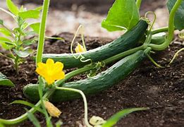 grower和shower区别 shower or grower 
